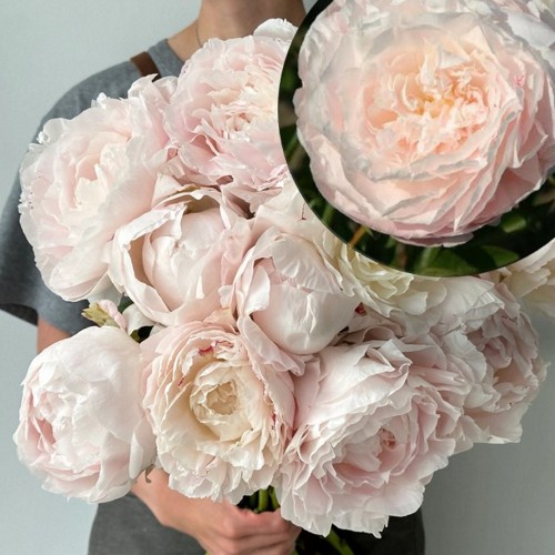 Paeonia lactiflora 'Mother's Day' - Valgeõieline pojeng 'Mother's Day'